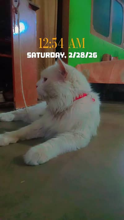 white cat yallw eyes