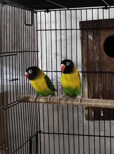 contact 03260243446 2 pair available health and active