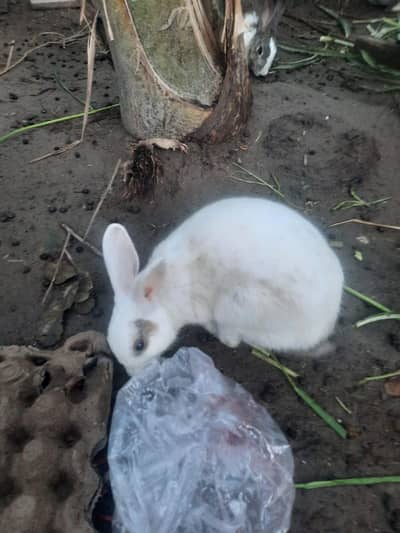 mail rabbit breedar for sale