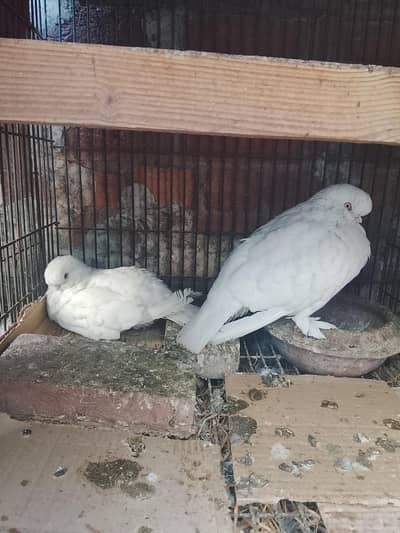 English long face pair for sale.