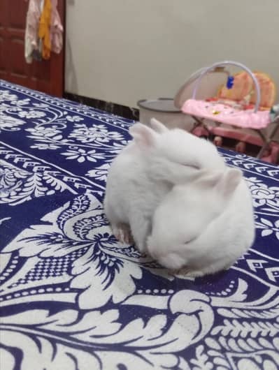 American red eyes Small bread rabbits