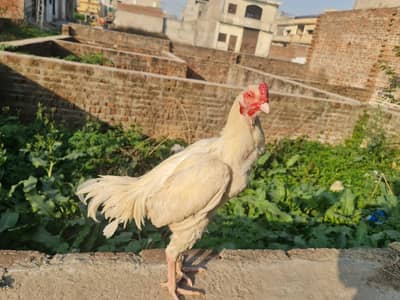 paper white murga for sale noke nali white