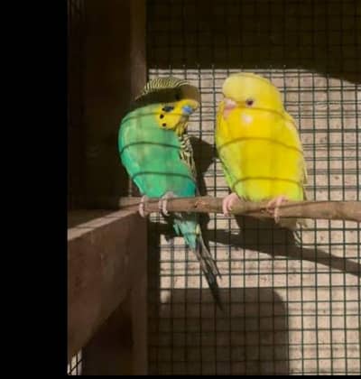 budgie for sale in reasonable price