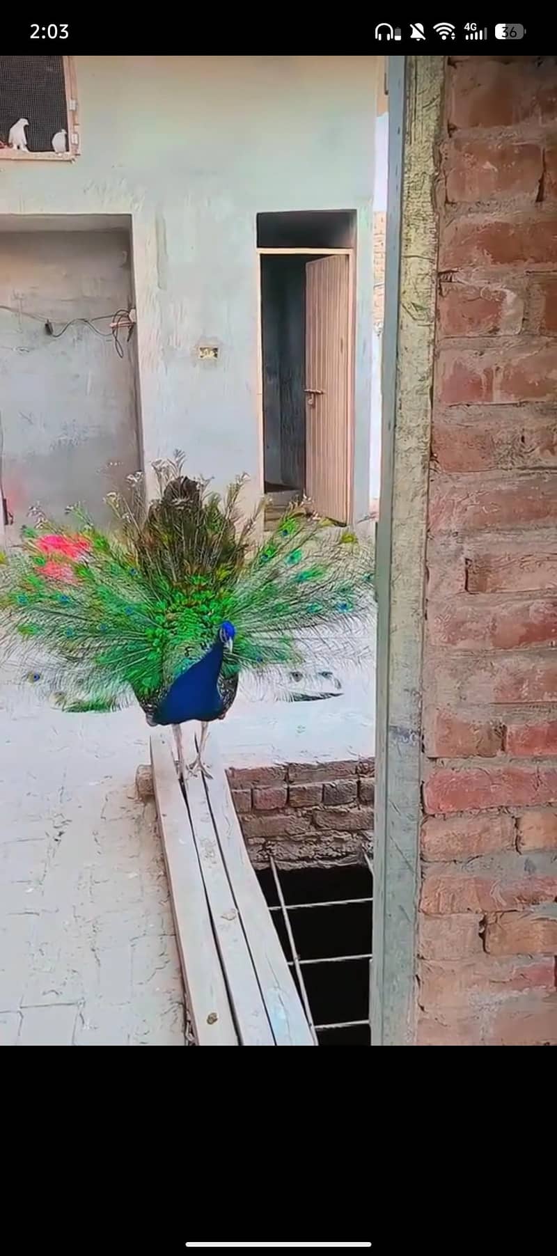Peacocks 2