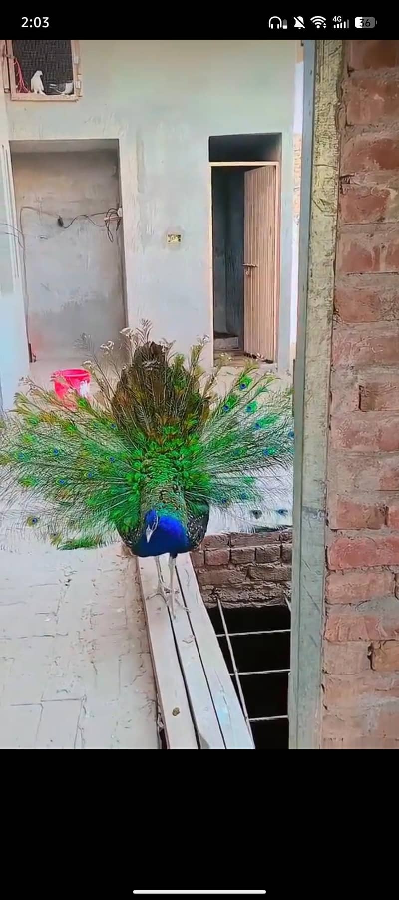 Peacocks 3