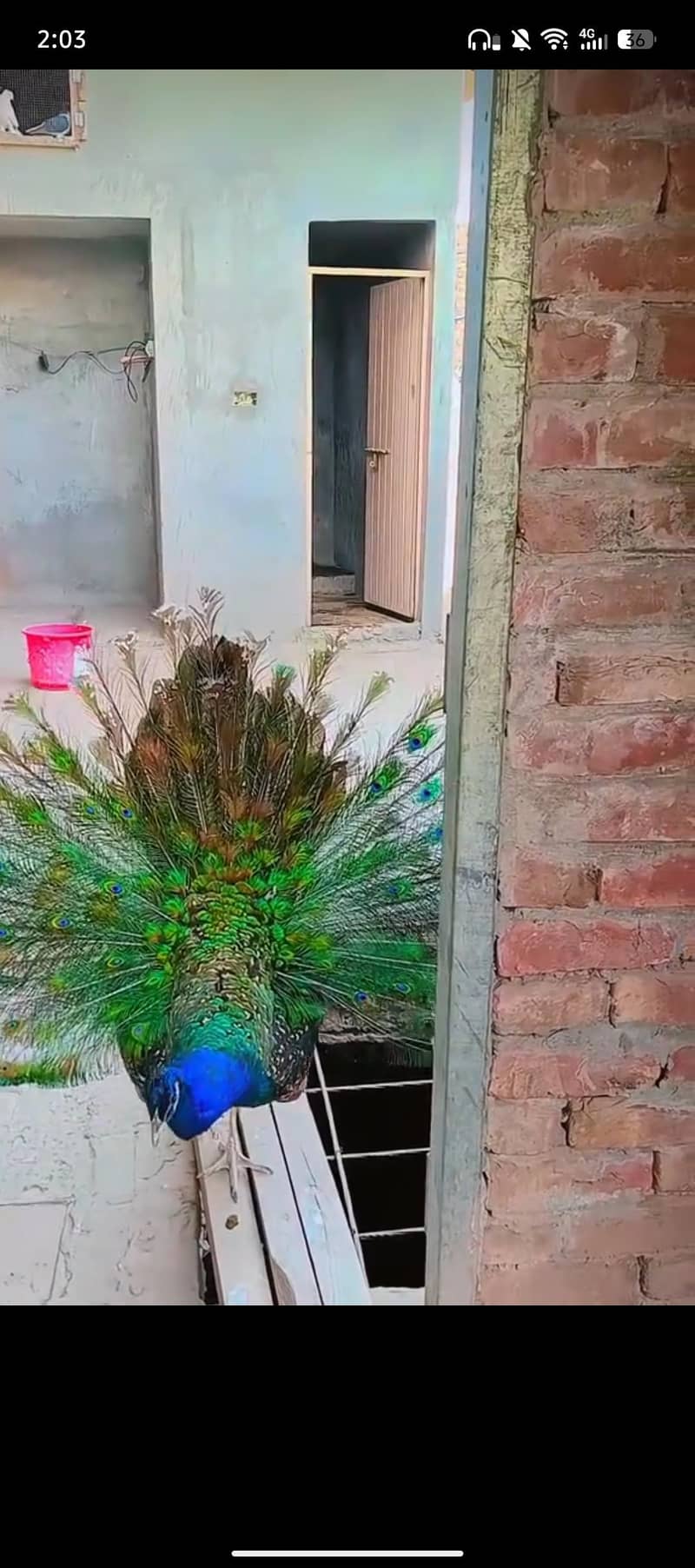 Peacocks 4