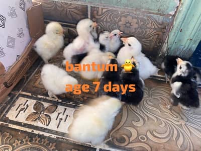 Bantam chicks