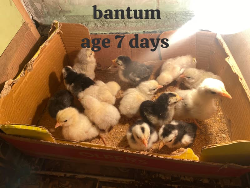 Bantam chicks 3