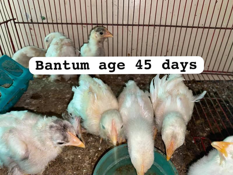 Bantam chicks 4
