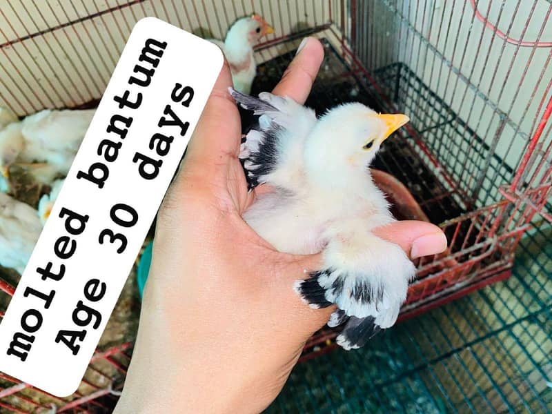 Bantam chicks 5