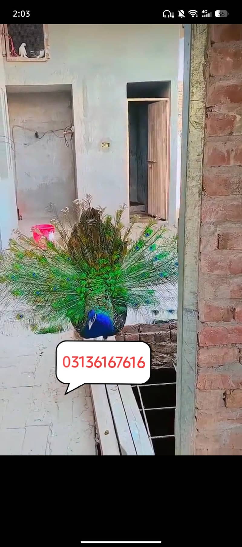Peacocks 0