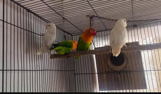 Lovebirds fisher and albino