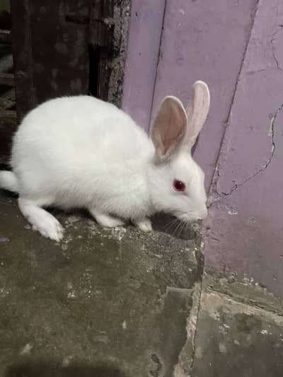 Rabbit healthy red eye