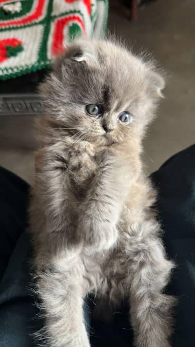 two Smal punch face baby white and grey clr 3riple coat odd eyes