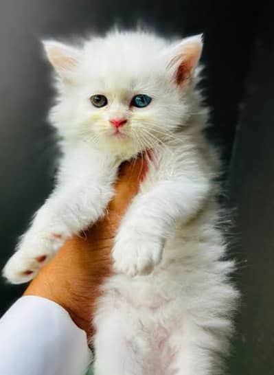 Two Smal cats punch face baby white and grey clr 3riple coat odd eyes