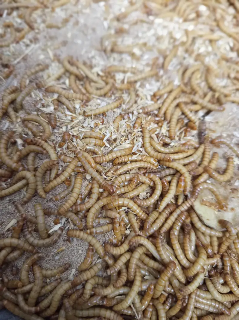 American live mealworms for sale Larva, Pupa, and Bettles all av — photo 2