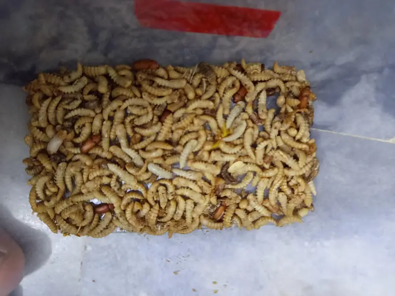 American live mealworms for sale Larva, Pupa, and Bettles all av — photo 3