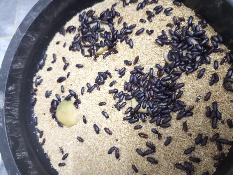 American live mealworms for sale Larva, Pupa, and Bettles all av — photo 4