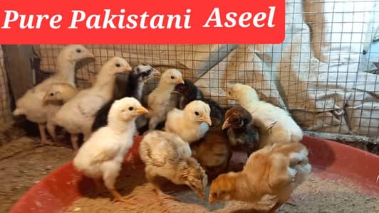 Pakistani Aseel | Heera | Golden Buff | Chicks and Eggs 03204143422