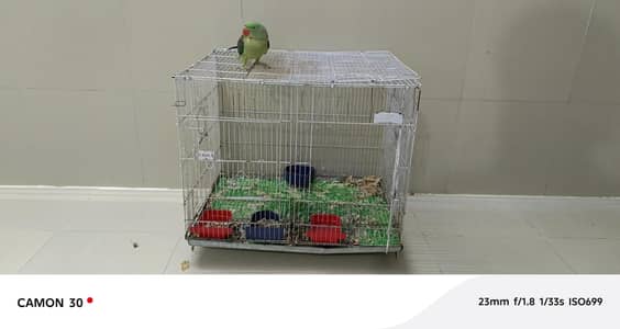 Raw Parrot sale with cage