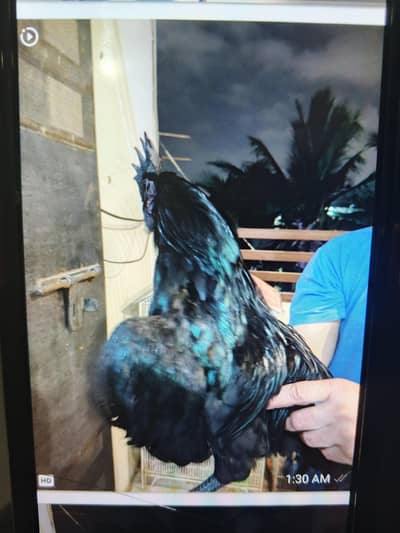 AYAM SAMANI GREY TUNG , F1, BLLOD,TRIO.