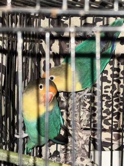 Love birds pair