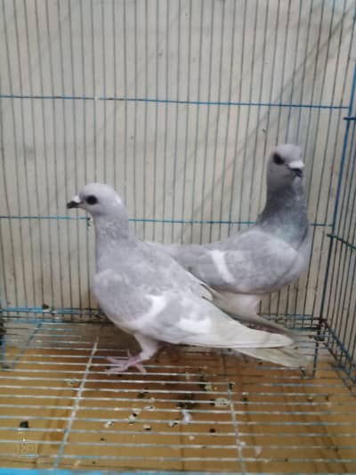 kasni bhabre ghandedaar breeder pair