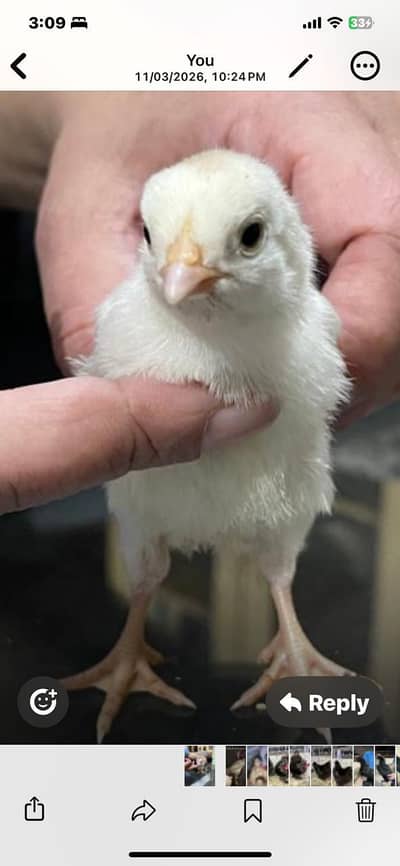 aseel Heera chicks for sale