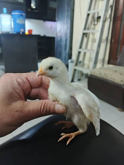 aseel Heera chicks for sale