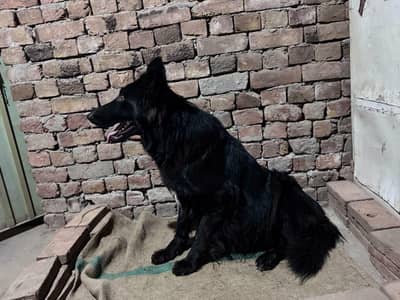 Black German shepherd long coat puppies