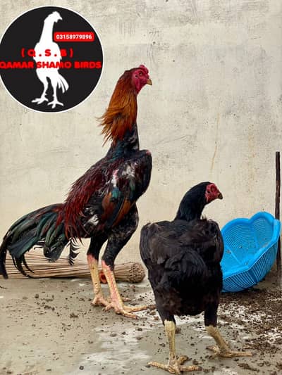 SHAMO RUNNING SETUP AVAILABLE 6 MALE,13 FEMALE