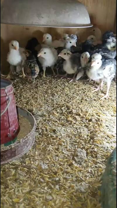 Yokohama,ko shamo,sebright,white silky,black silky,blue silky,polish