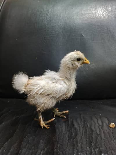 White and Black Silkie Chicks Available