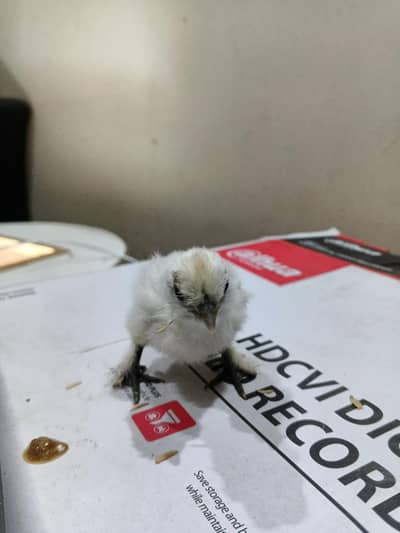 White and Black Silkie Chicks Available