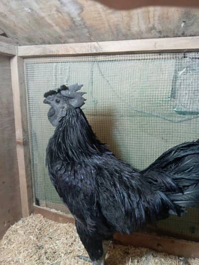 Indonesia black tongue ayam cemani 3 pairs available