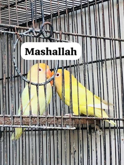 Cremino opline breeder pair