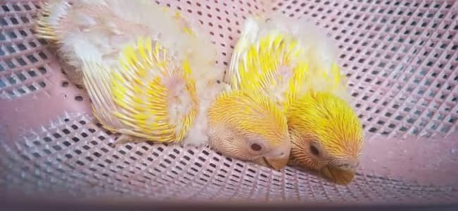 love bird lotino chicks