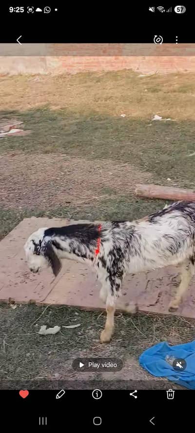 Qurbani offer Bakry for sale / Chatry for sale