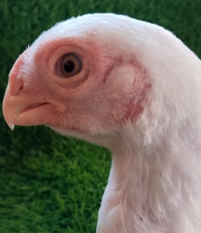 Indian Parrot beak Chicks