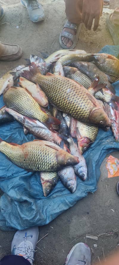  Taaza Tarbela Dam Machli Available Rs. 600 KG