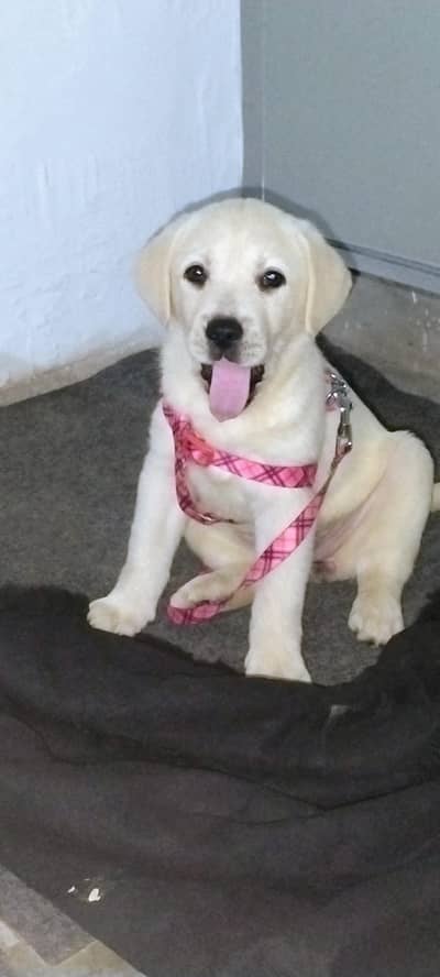Labrador Puppy for Sale