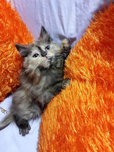 female kitten home breed