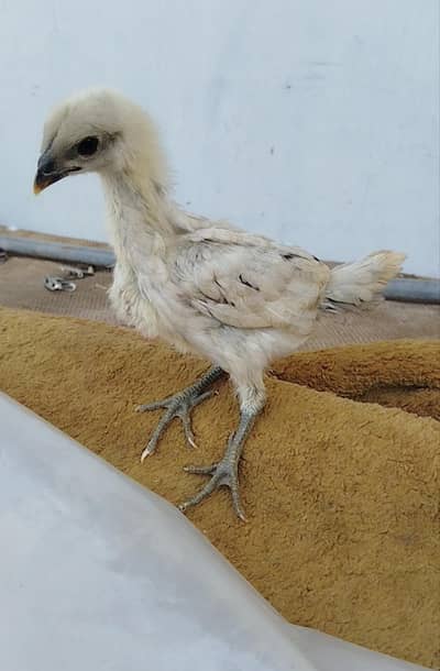 ice blue dragon, blue dragon and Thai aseel chicks