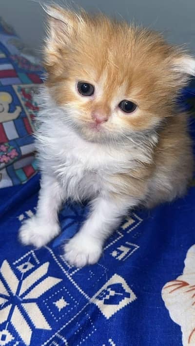 PERSIAN KITTENS
