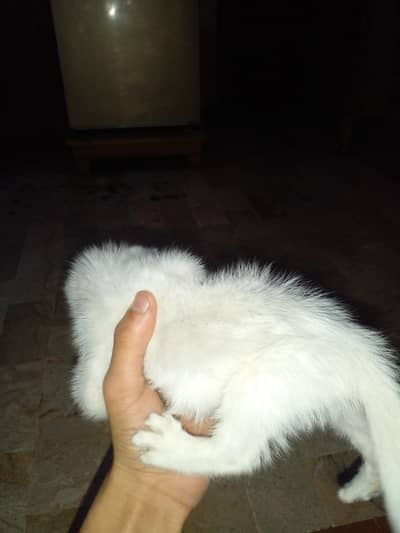 persian double coted hai turkish angoora