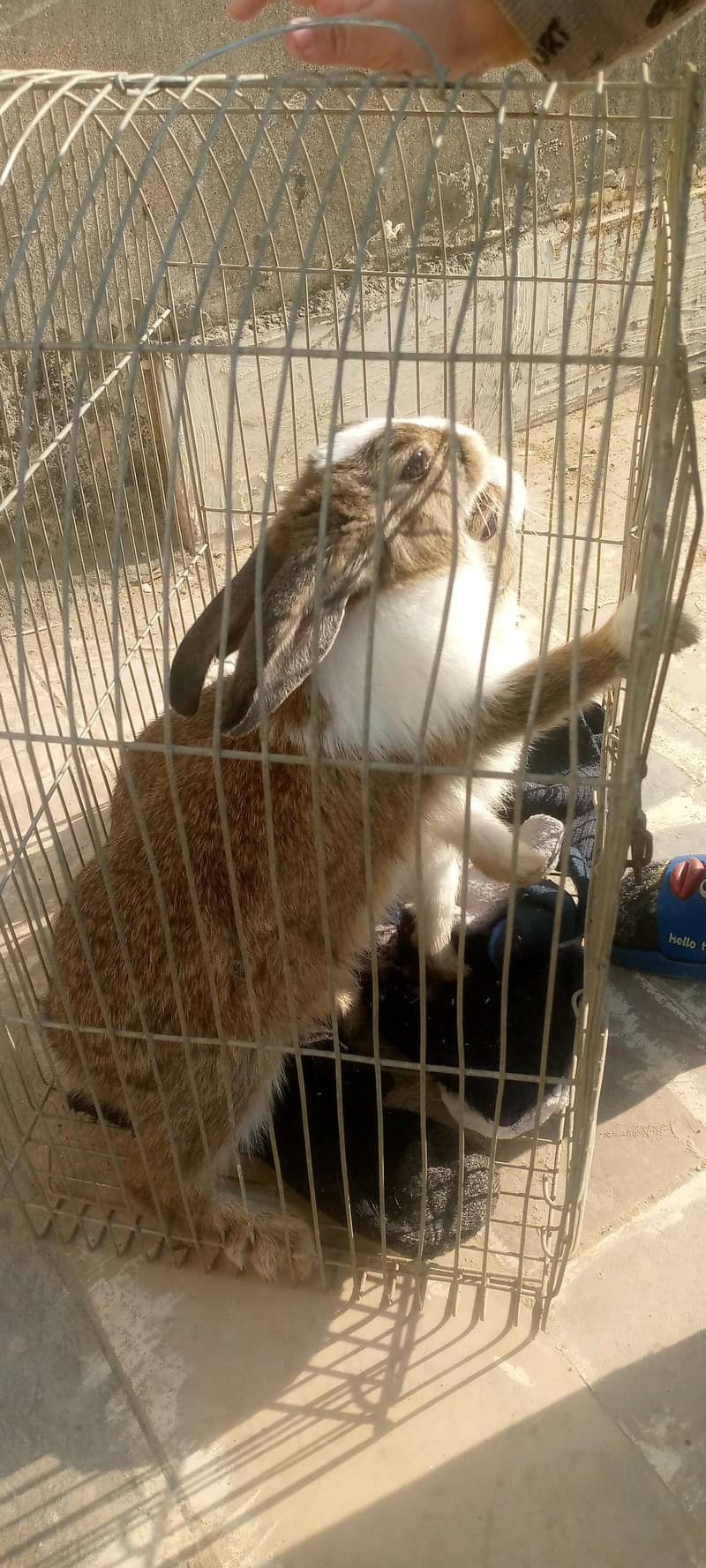 rabbit pair ready to bread 1