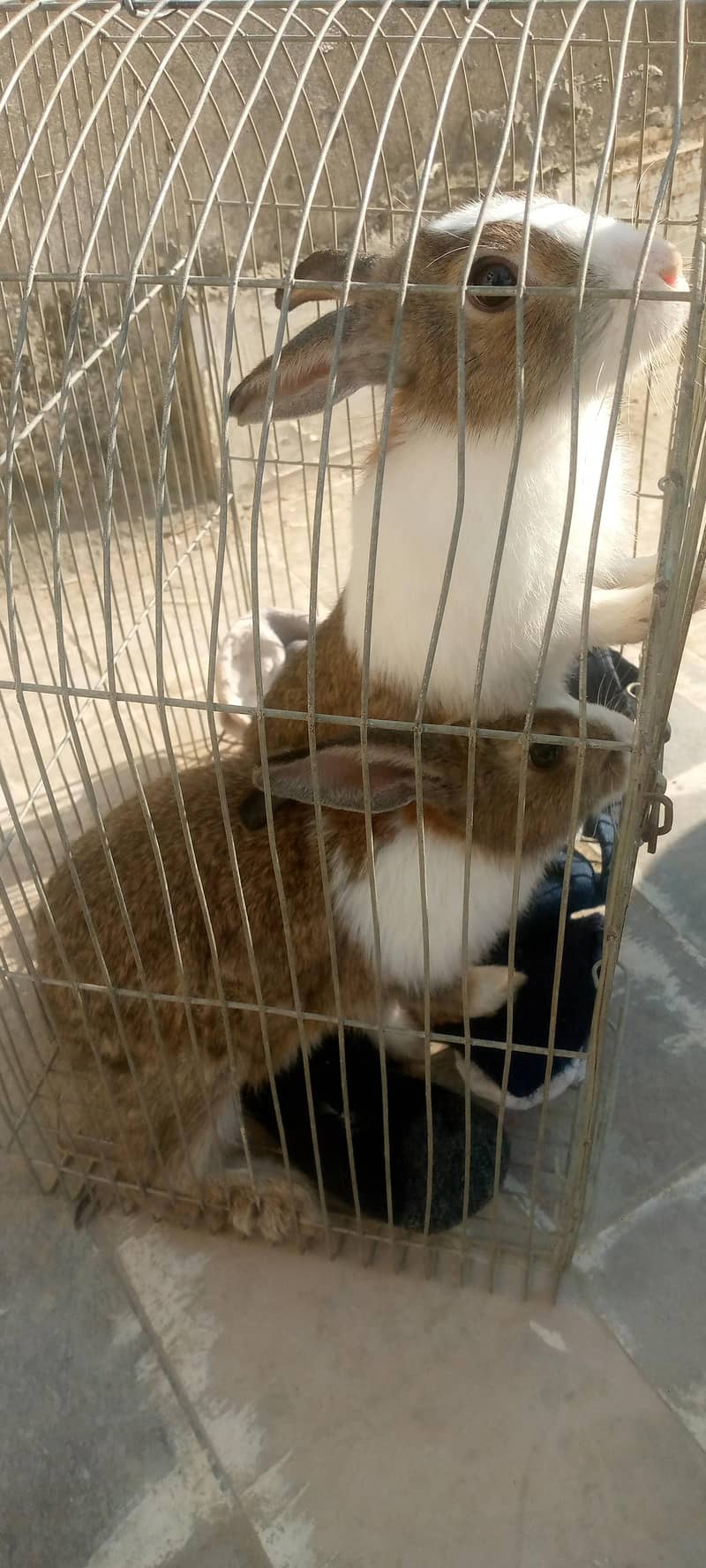 rabbit pair ready to bread 2