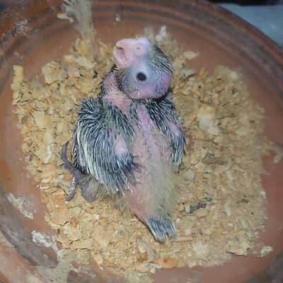 common pied cocktail hand feed chick