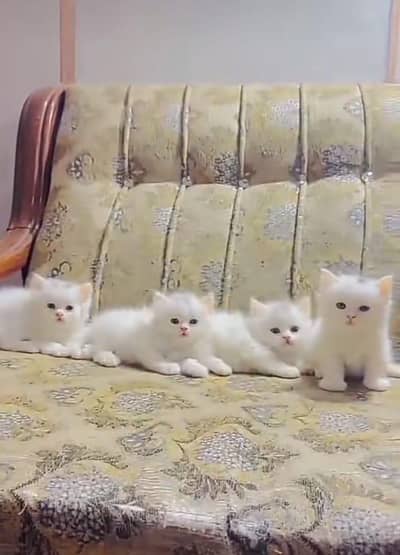 Cat Persian Persian kittens Blue eyes long hair 03/40\58/786\97ʘ⁠‿⁠ʘ