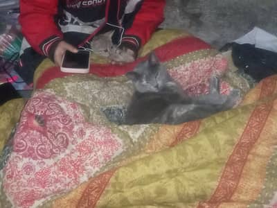 Cat Grey Beautiful  (About to give birth to kitten)